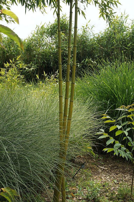 Phyllostachys sulphurea Robert Young